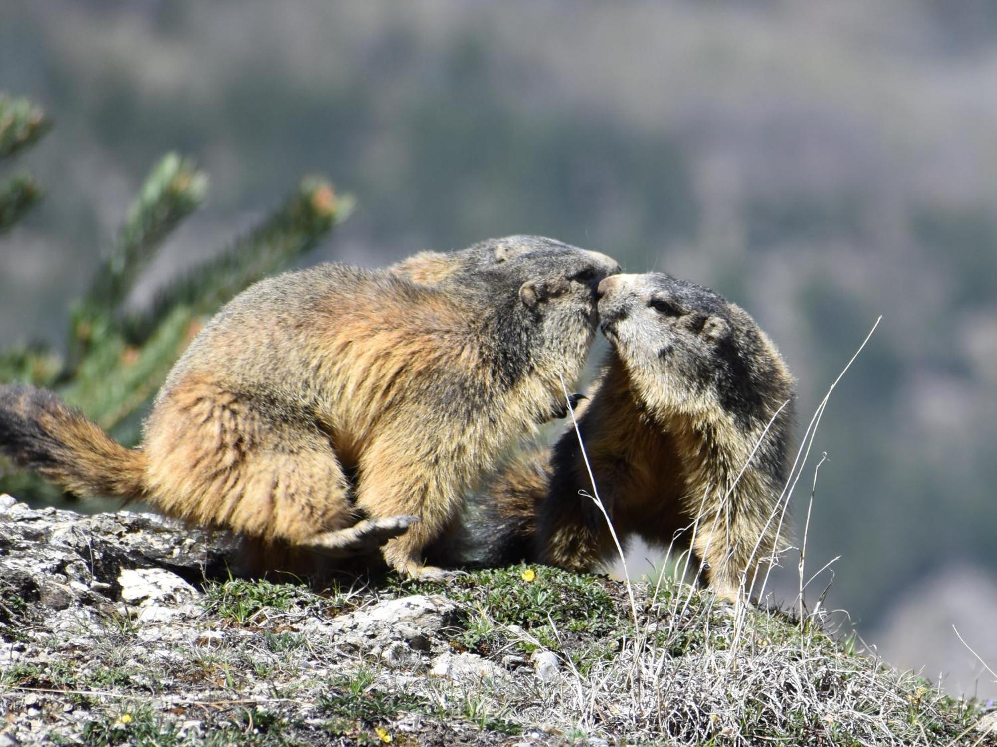 Appartamento Le Schuss Montagne En Bas Des Pistes